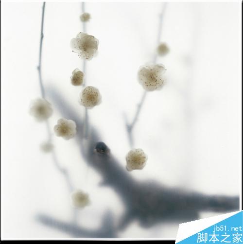 连平桃花摄影技巧— i 摄