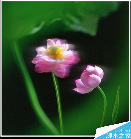 连平桃花摄影技巧— i 摄