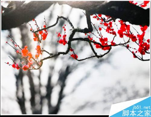 连平桃花摄影技巧— i 摄