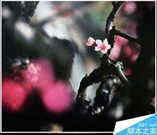 连平桃花摄影技巧— i 摄
