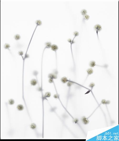 连平桃花摄影技巧— i 摄
