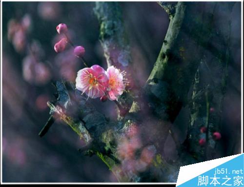 连平桃花摄影技巧— i 摄