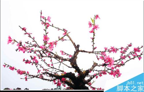 连平桃花摄影技巧— i 摄