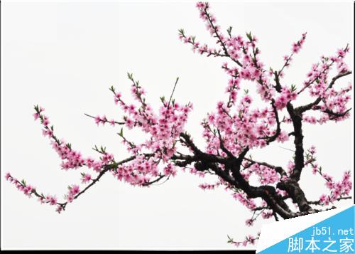 连平桃花摄影技巧— i 摄