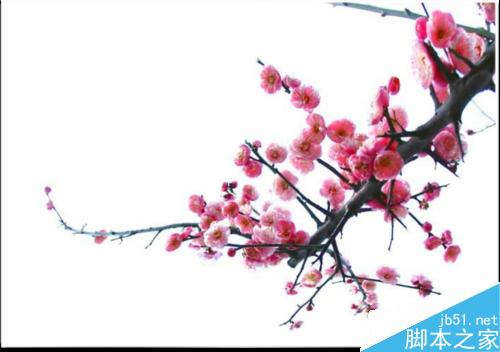 连平桃花摄影技巧— i 摄