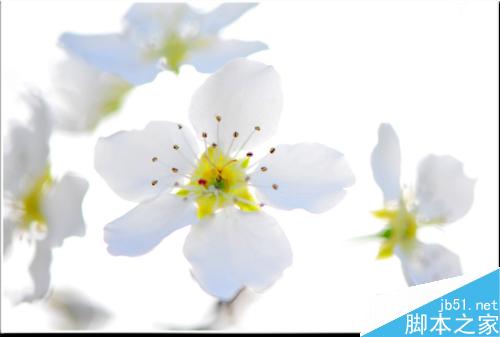 连平桃花摄影技巧— i 摄