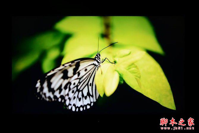 创维55Q8呈现近乎完美的色彩