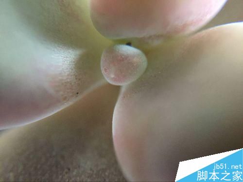 如何利用手机的微距镜头来拍东西