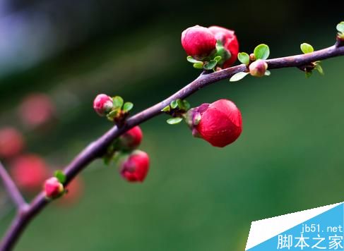 如何将自己的喜欢的照片简拼在一起？
