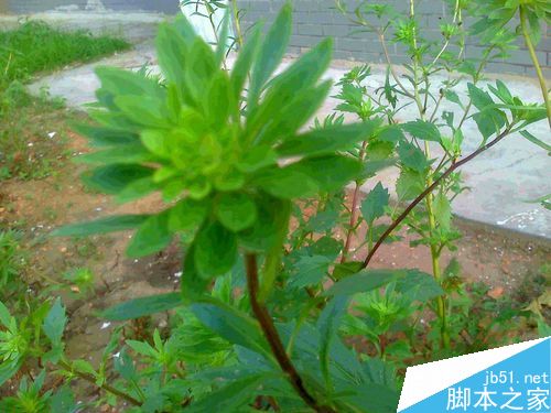 老年人怎样在秋季抓拍美丽的玫瑰色小菊花