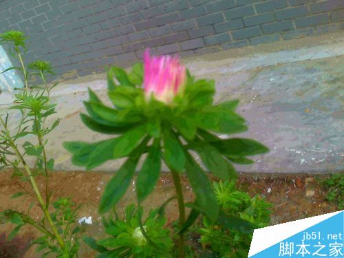 老年人怎样在秋季抓拍美丽的玫瑰色小菊花