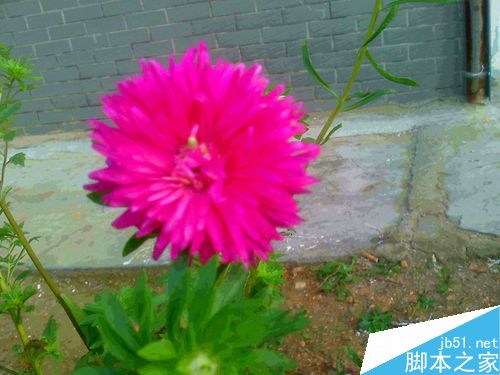 老年人怎样在秋季抓拍美丽的玫瑰色小菊花