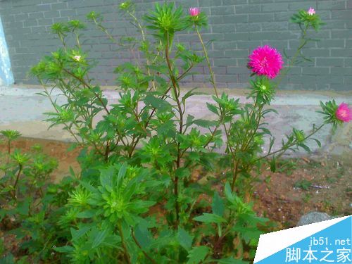 老年人怎样在秋季抓拍美丽的玫瑰色小菊花