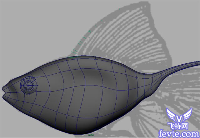 Maya 制作鱼的模型 脚本之家 MAYA入门教程
