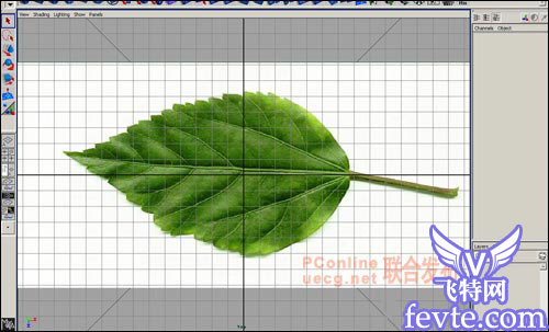 用maya制作逼真的树叶 脚本之家 MAYA建模教程