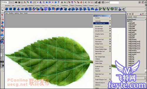 用maya制作逼真的树叶 脚本之家 MAYA建模教程
